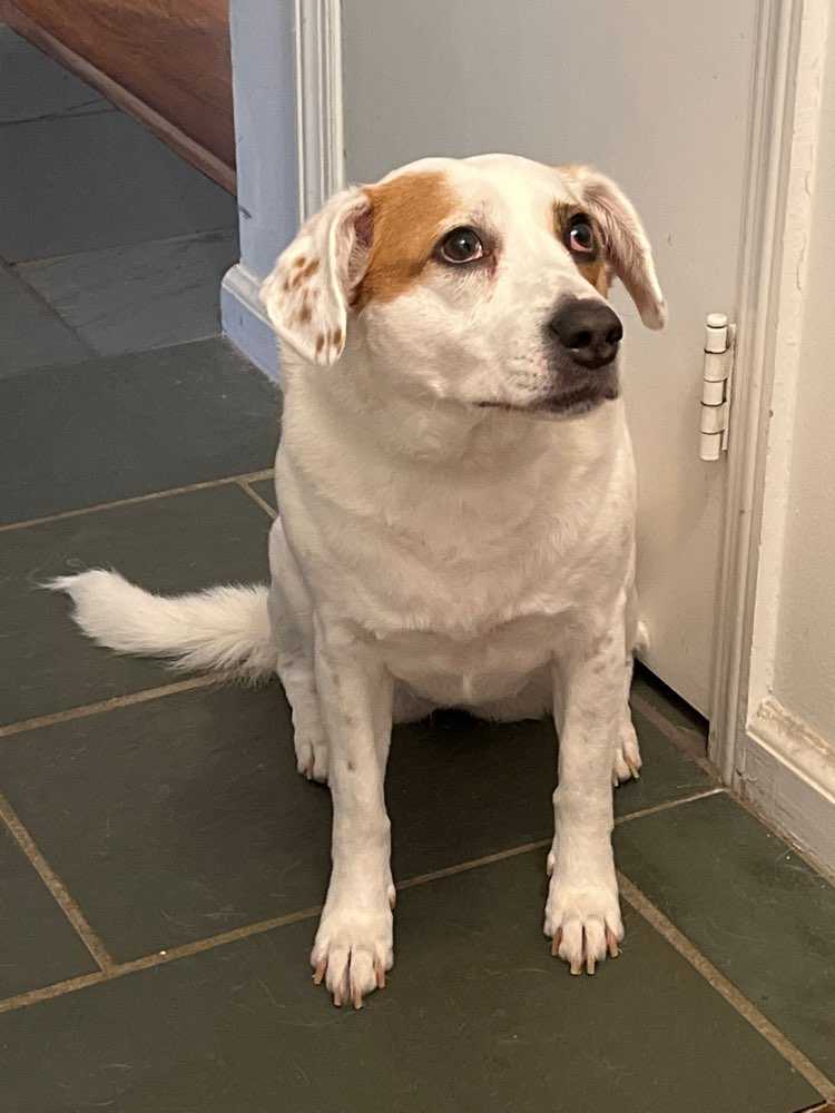 Pet