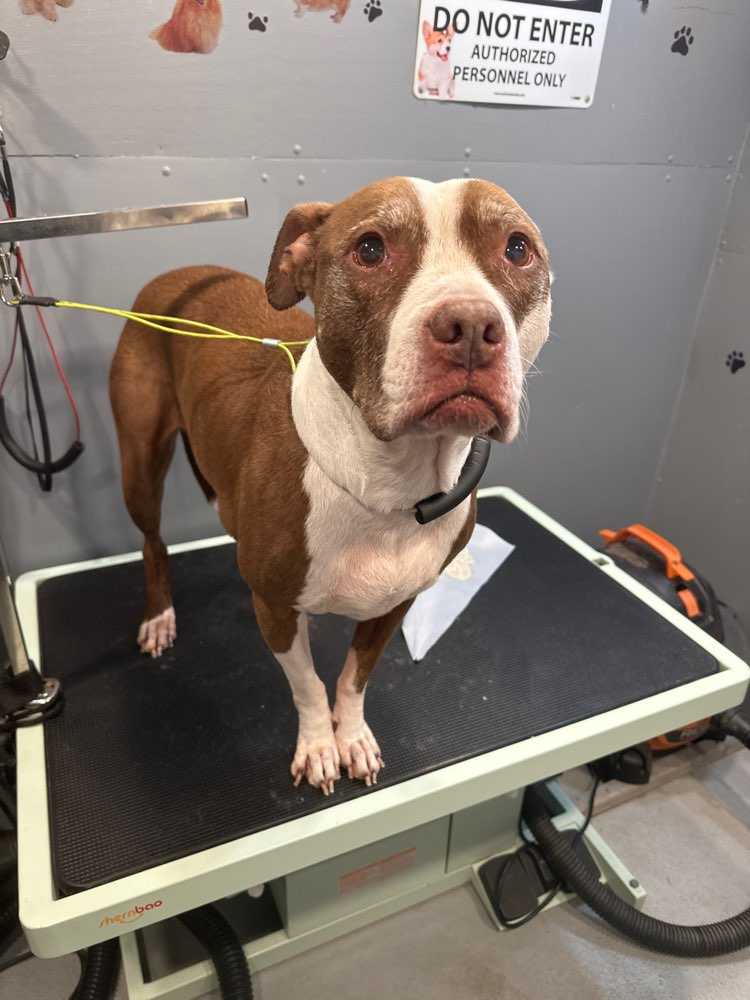 Nova