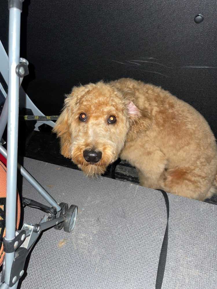 Archie