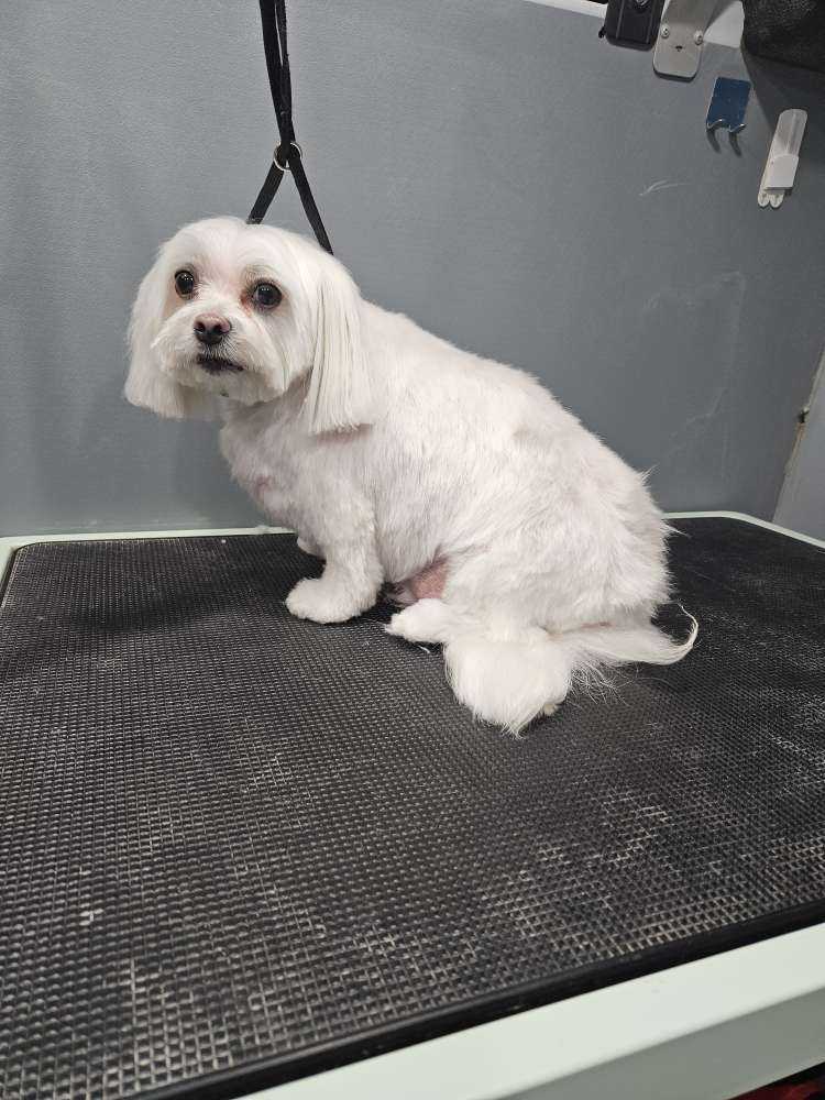 Dog Pet Photo