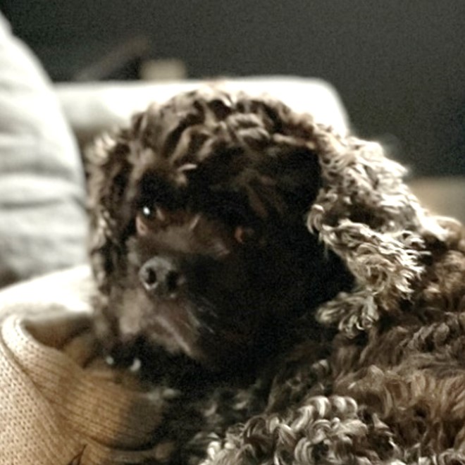 Brownie