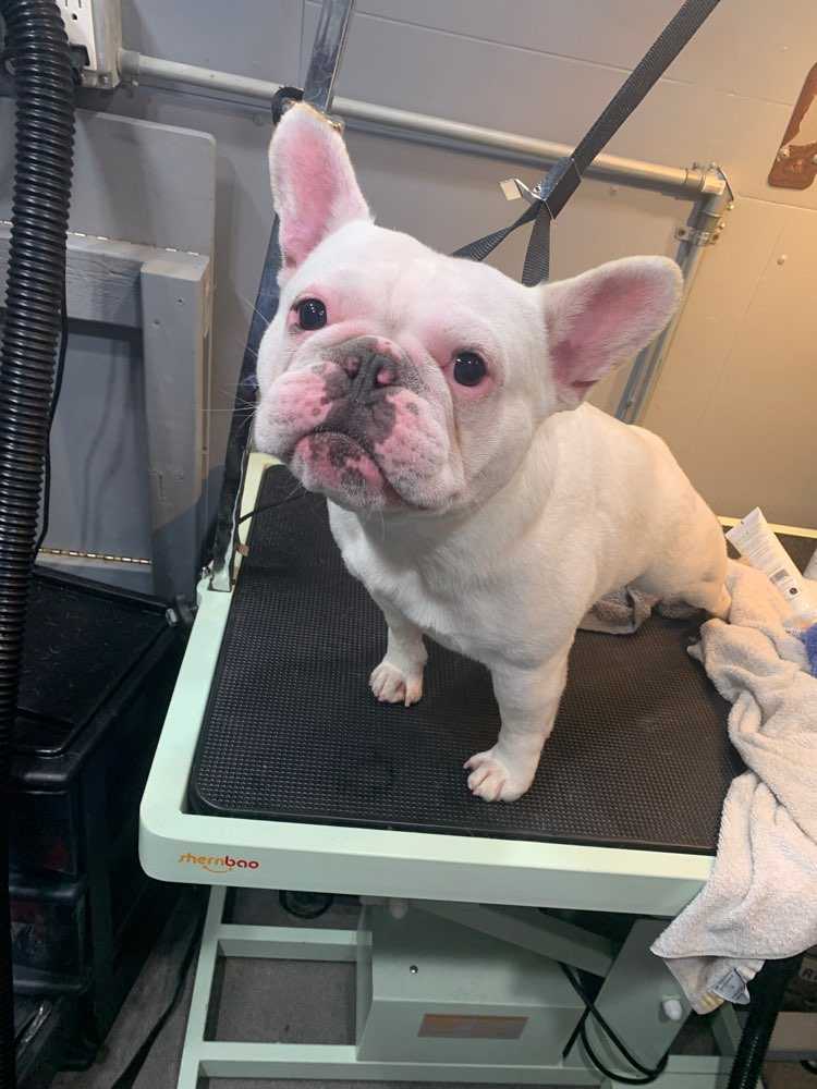 Gidget