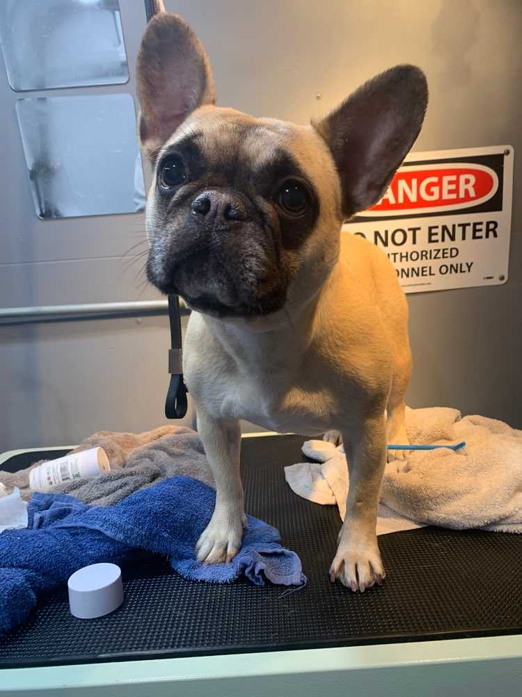 King Louis