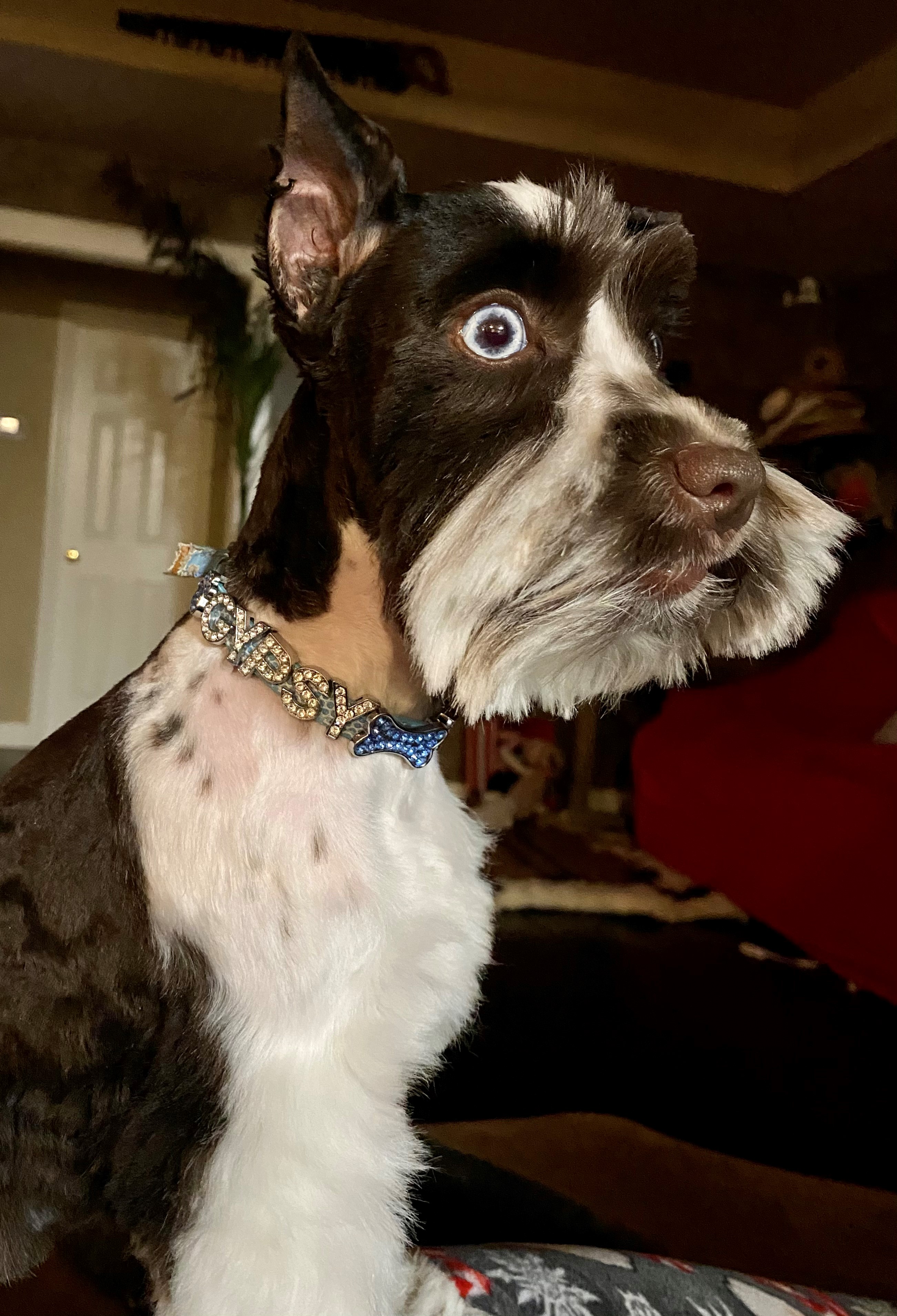 Gypsy