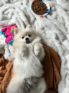 Cookie