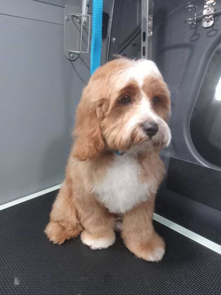 Pet