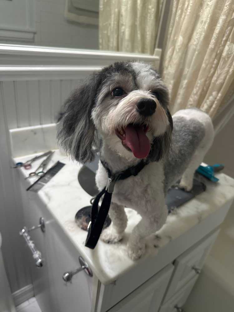 Dog Pet Photo