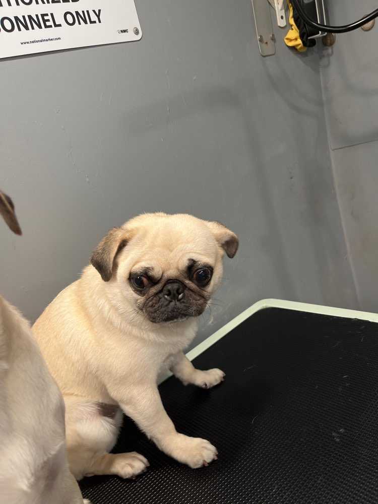 Lola