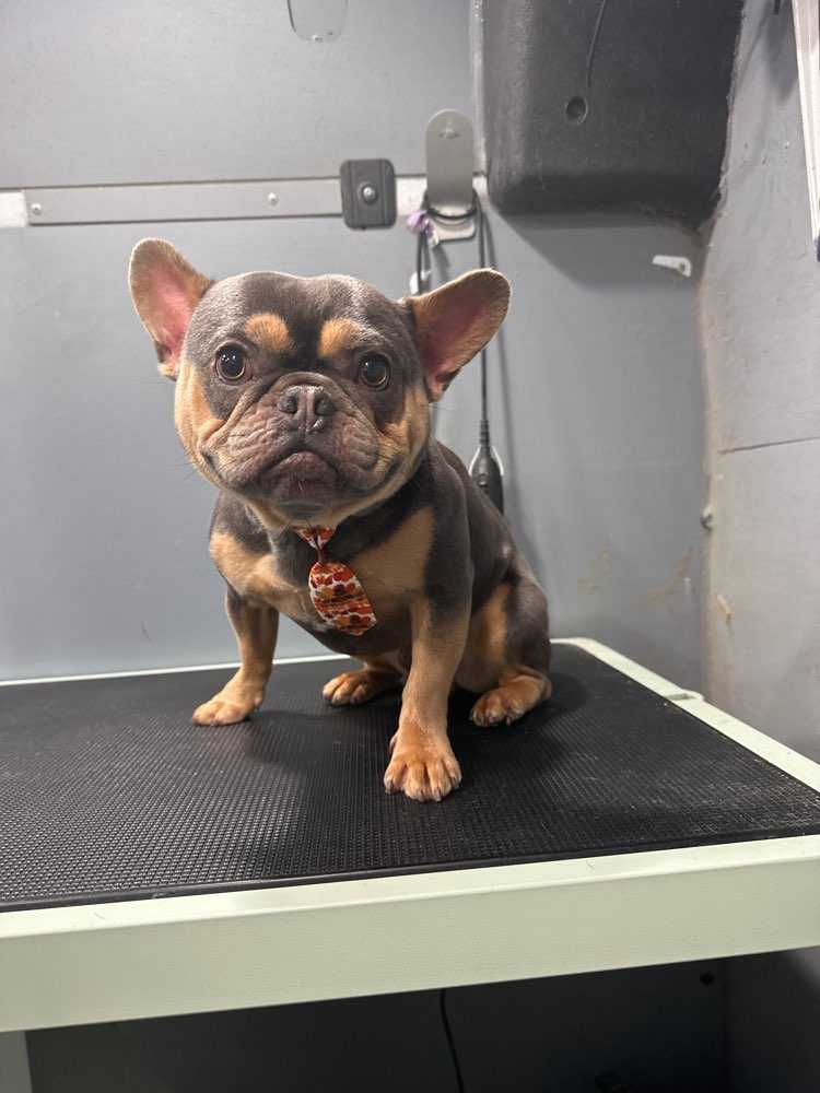 Rocco