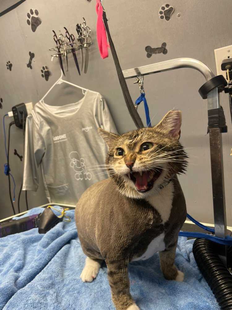 Frankie