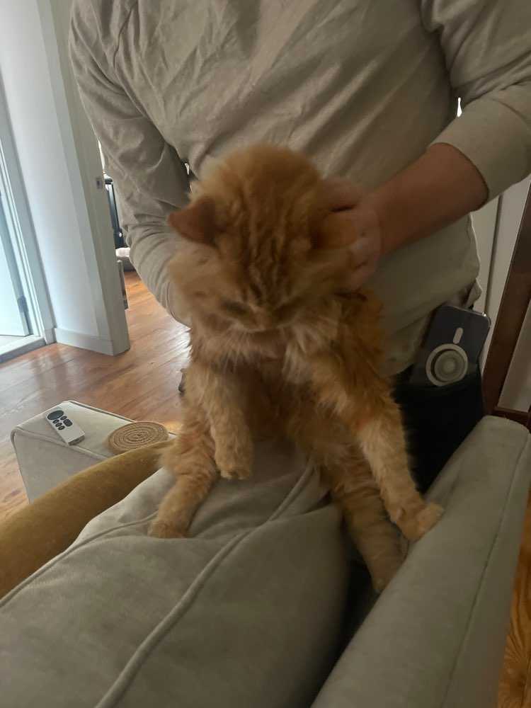 Pet