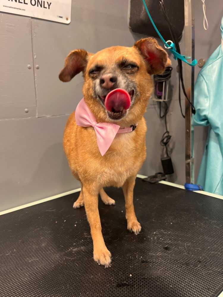 Nala