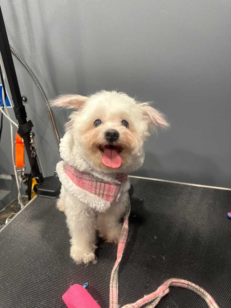 Trixie 