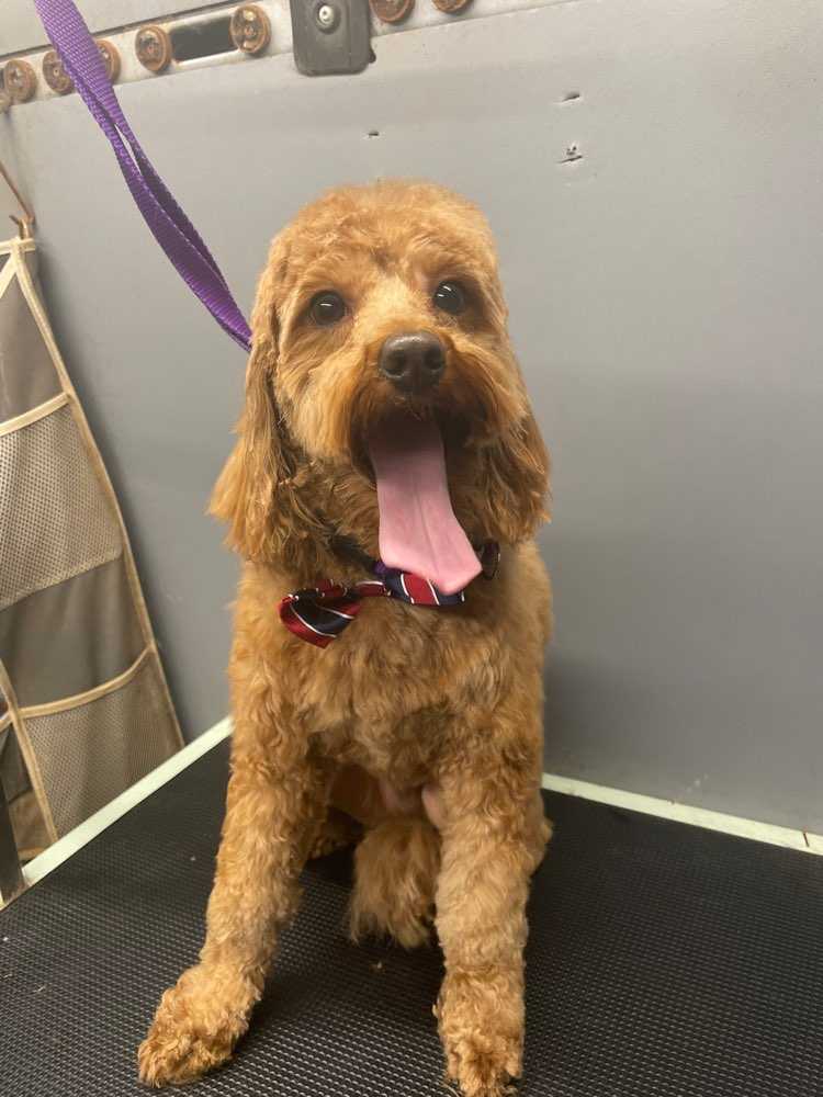 Bruno