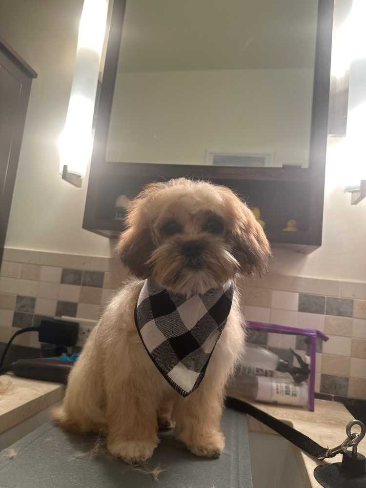 Pet