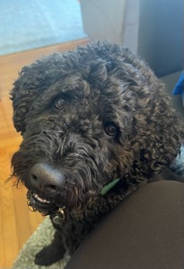 Bo