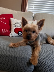 Bentley