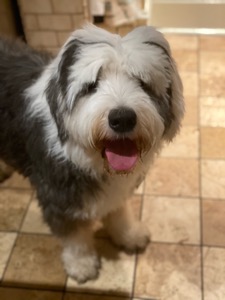 Otto