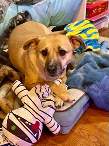 Dog Pet Photo