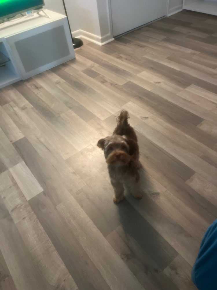 Loki