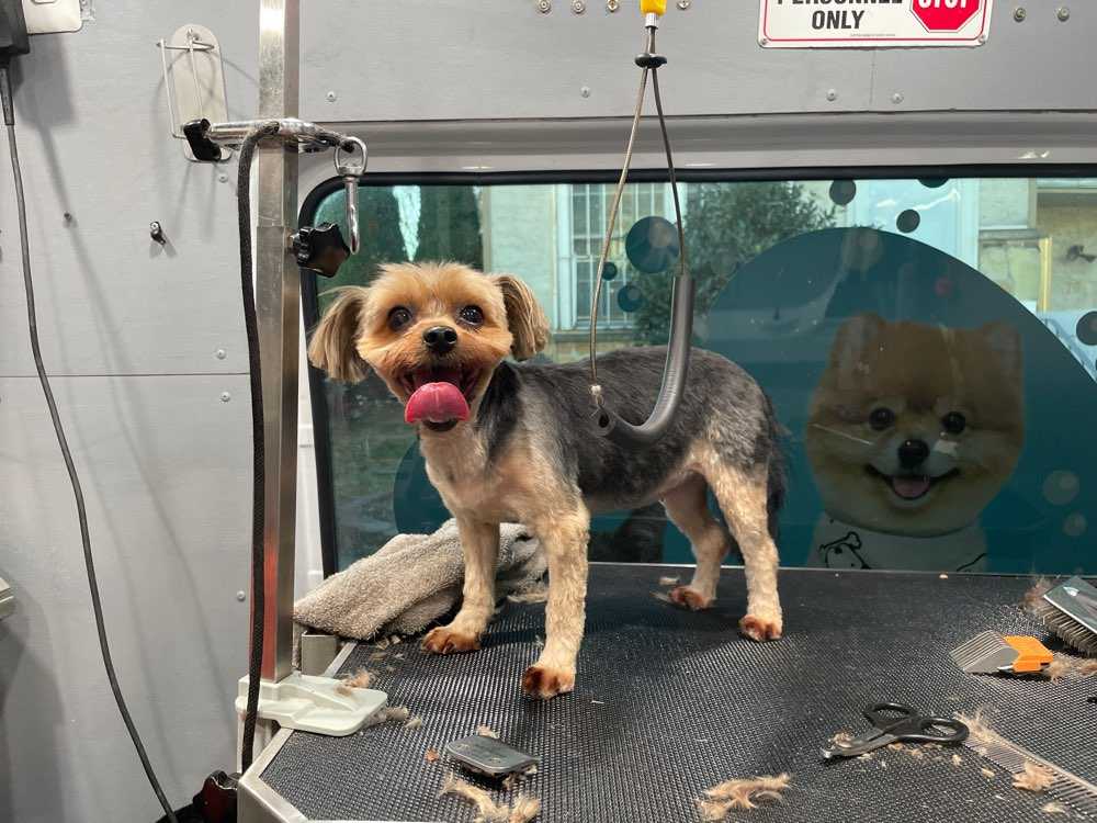 Dog Pet Photo