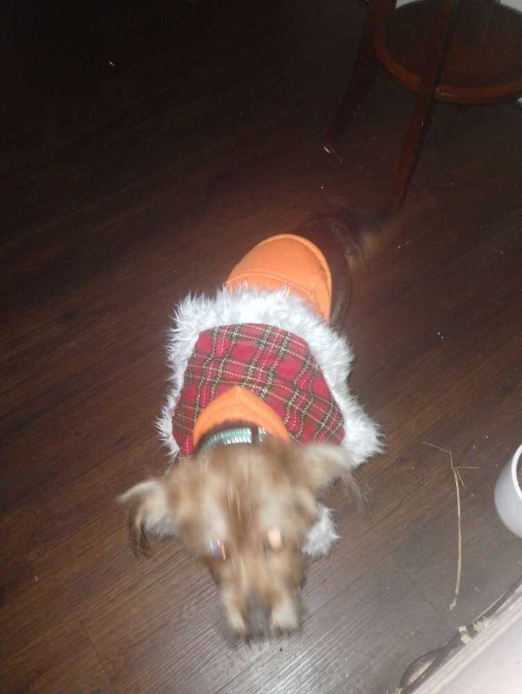 Dog Pet Photo