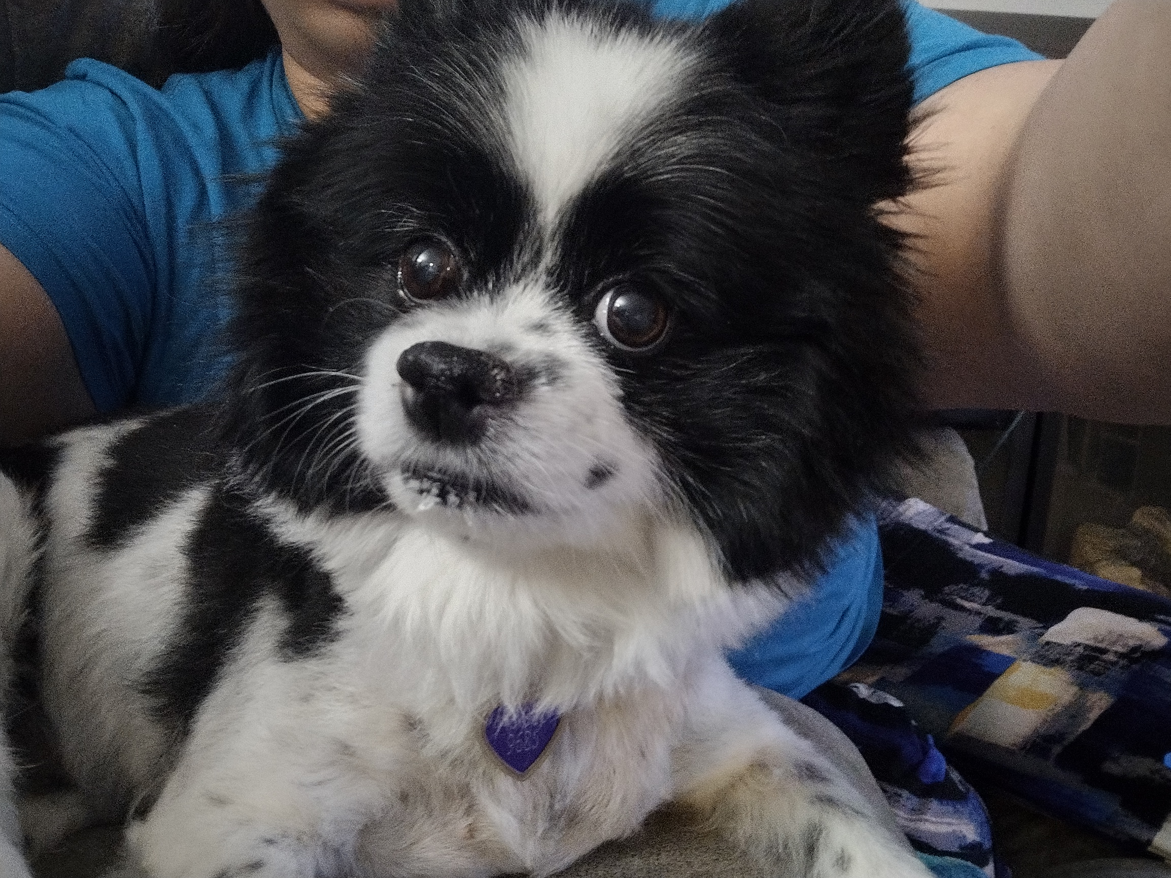 Nixie