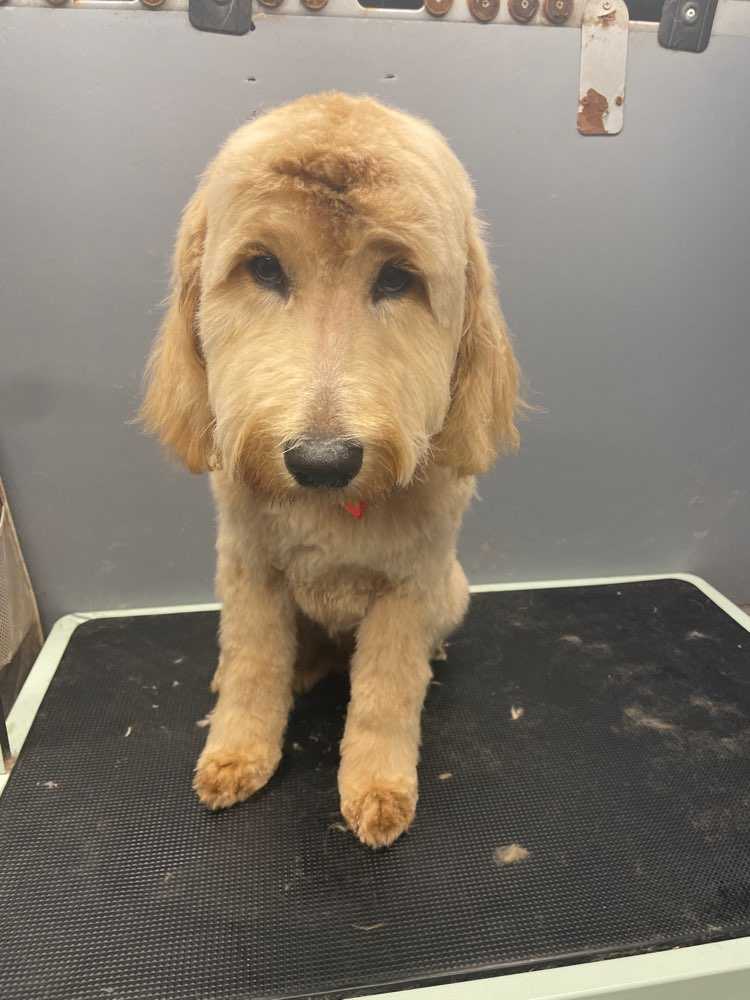 Dog Pet Photo