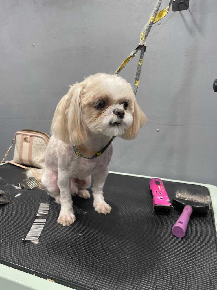 Toby