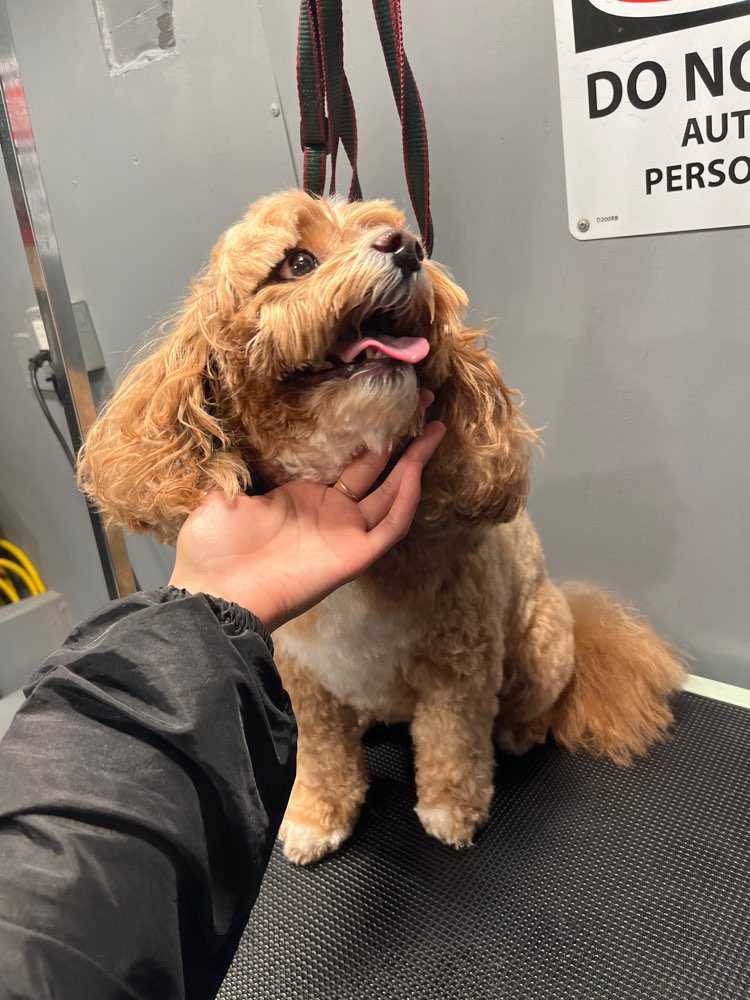 Pet