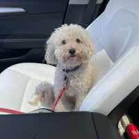 Dog Pet Photo