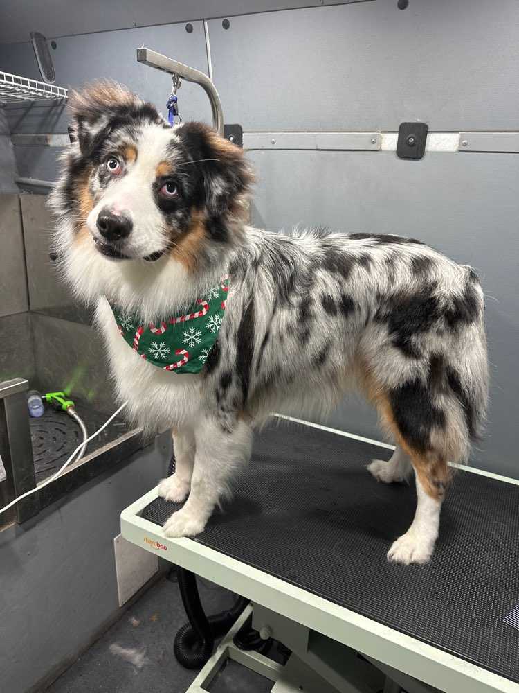 Atticus