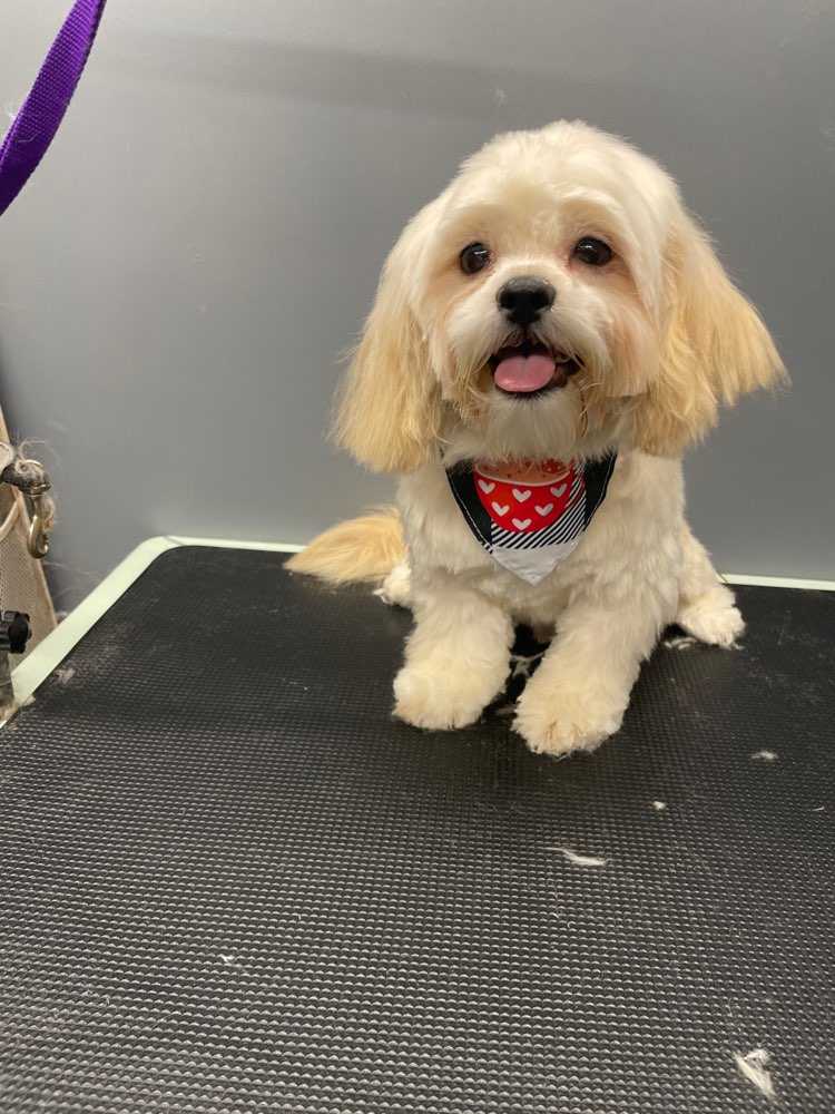 Simba