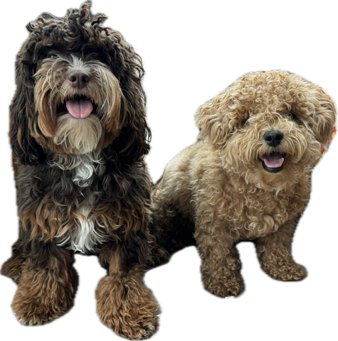 Dog Pet Photo