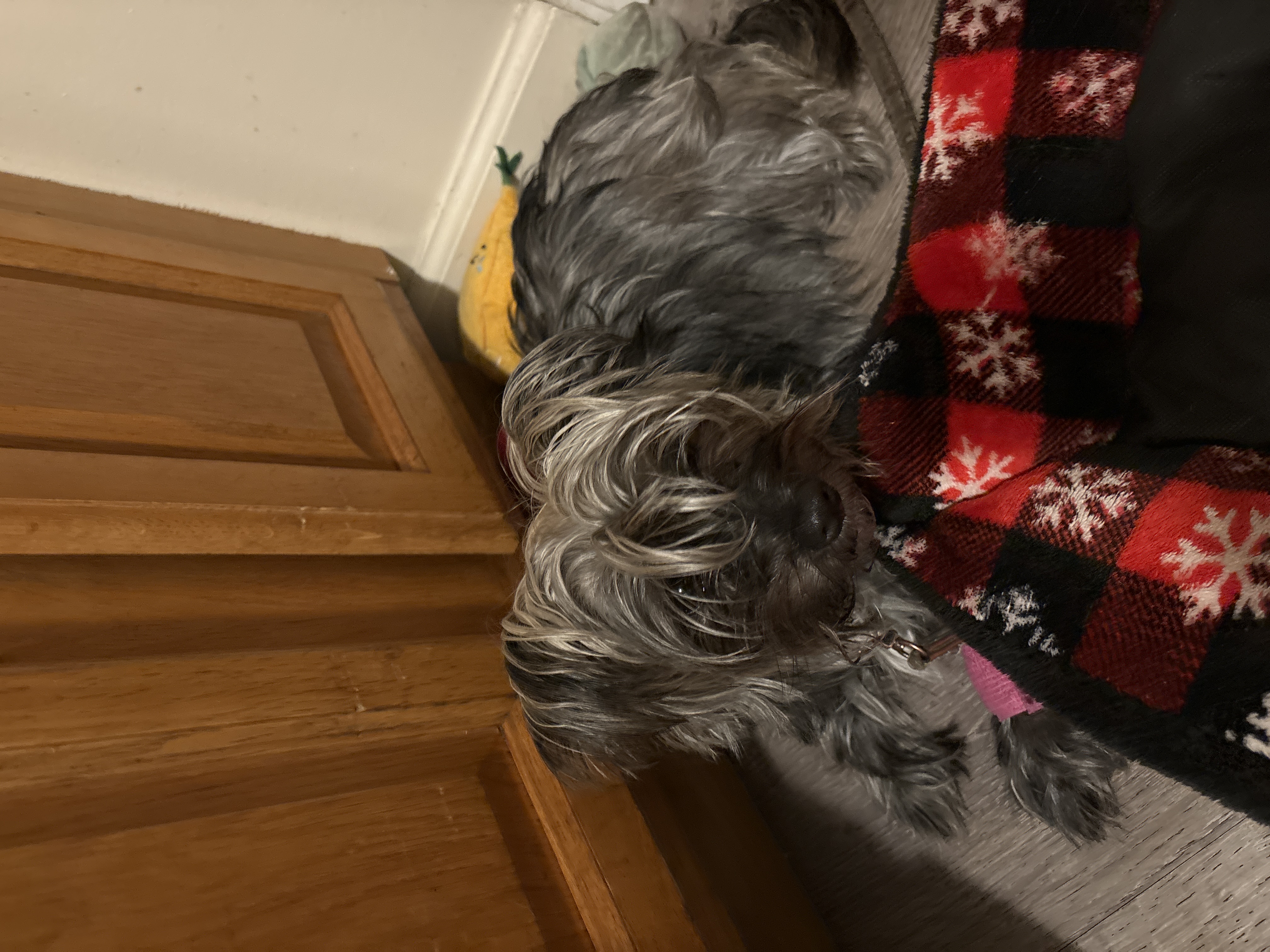 Pet
