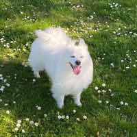 Dog Pet Photo