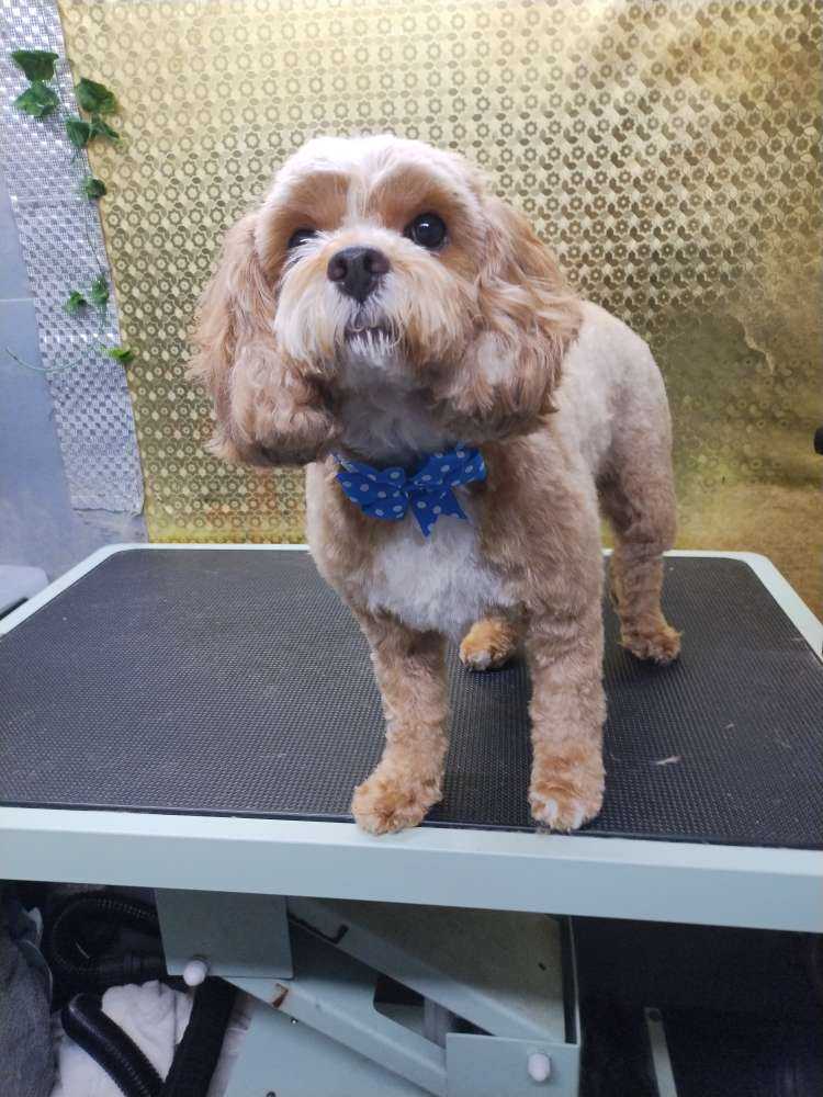 Kona 