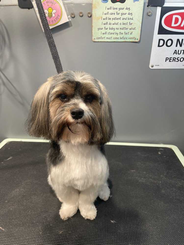 Skipper
