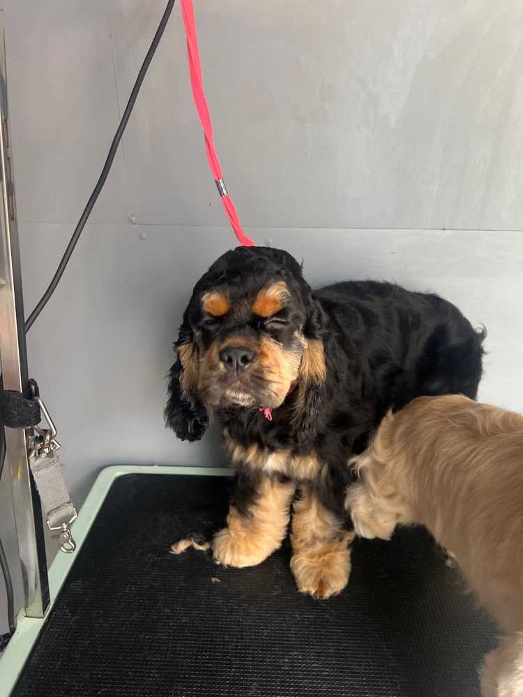 Baxter