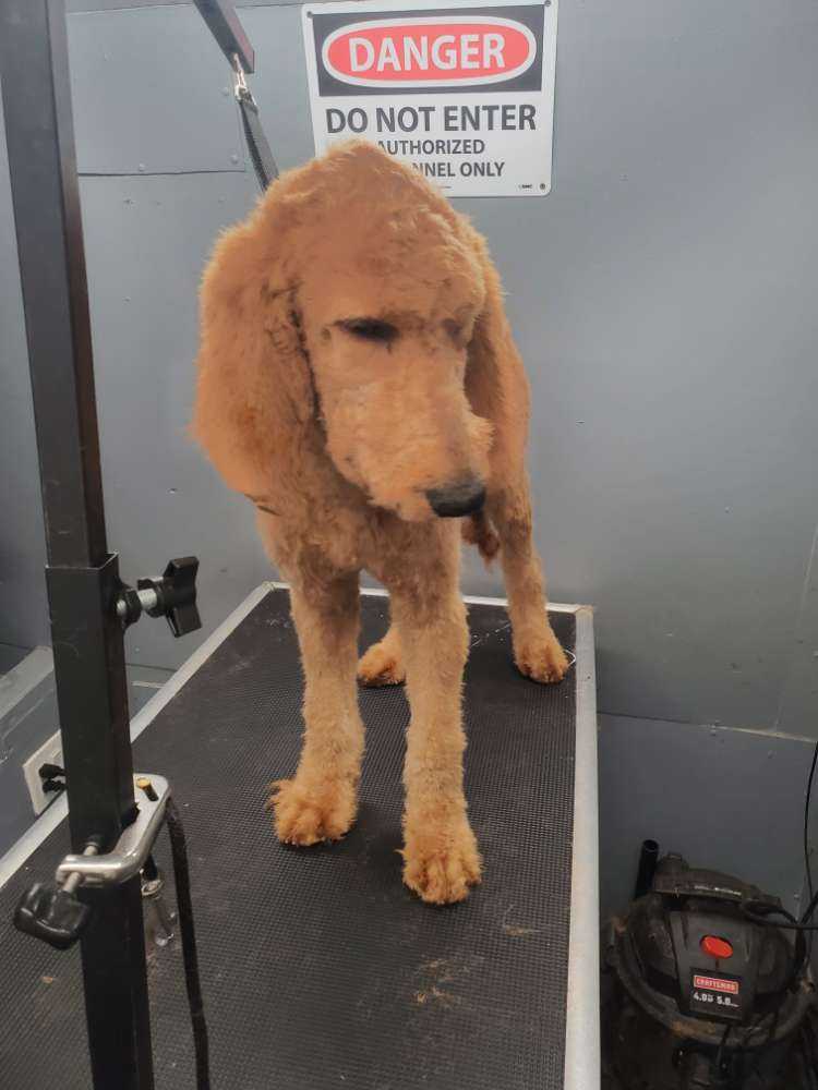 Ozzie