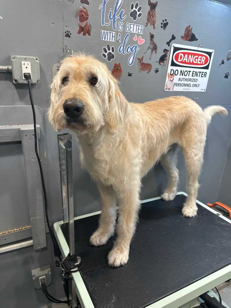 Duke