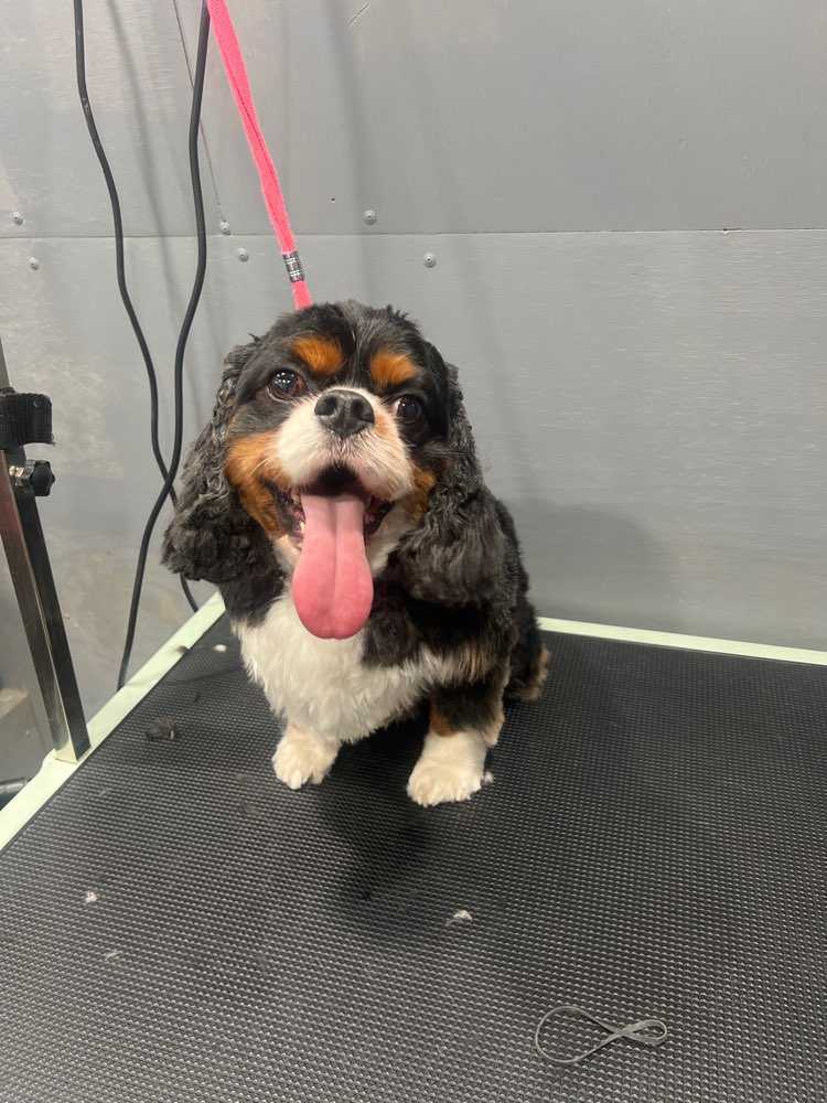 Cooper