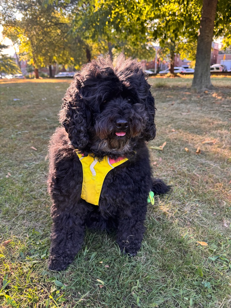 Dog Pet Photo
