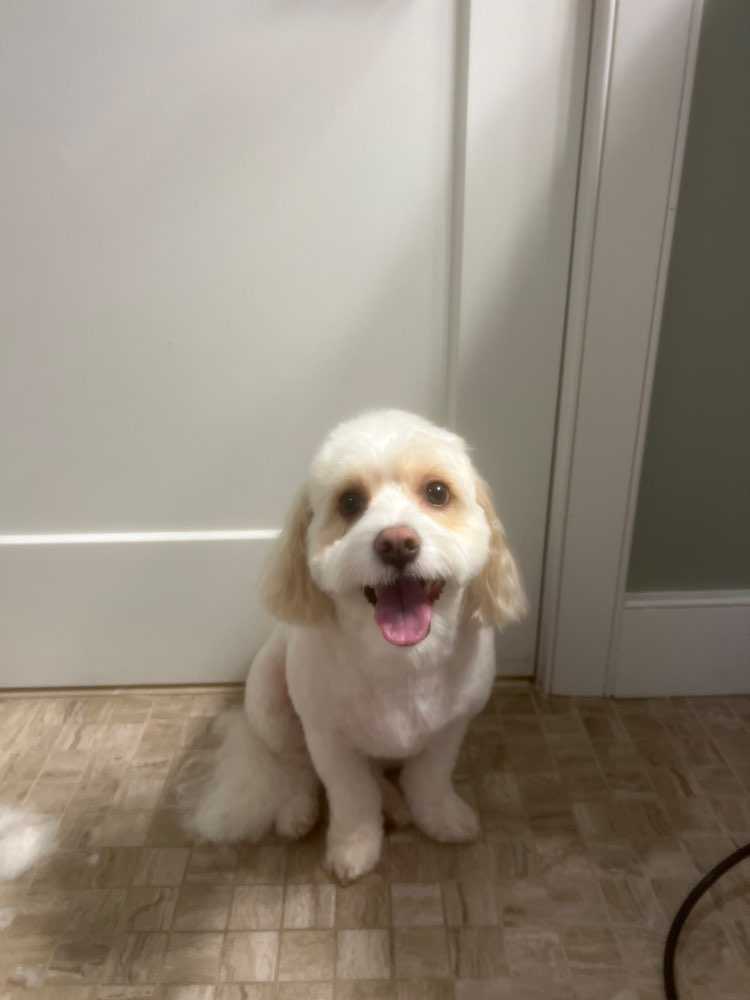 Pet