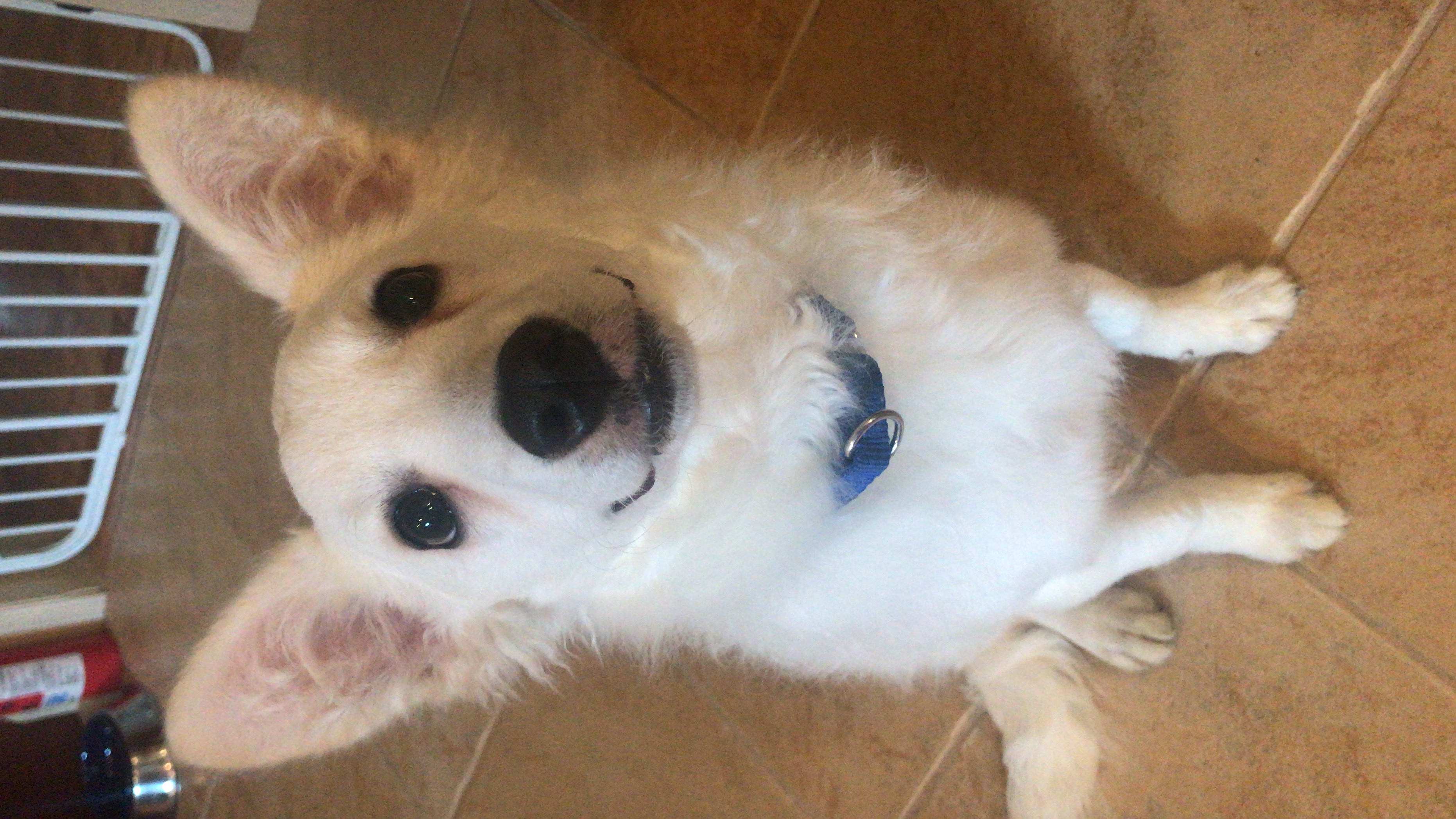 Sammy