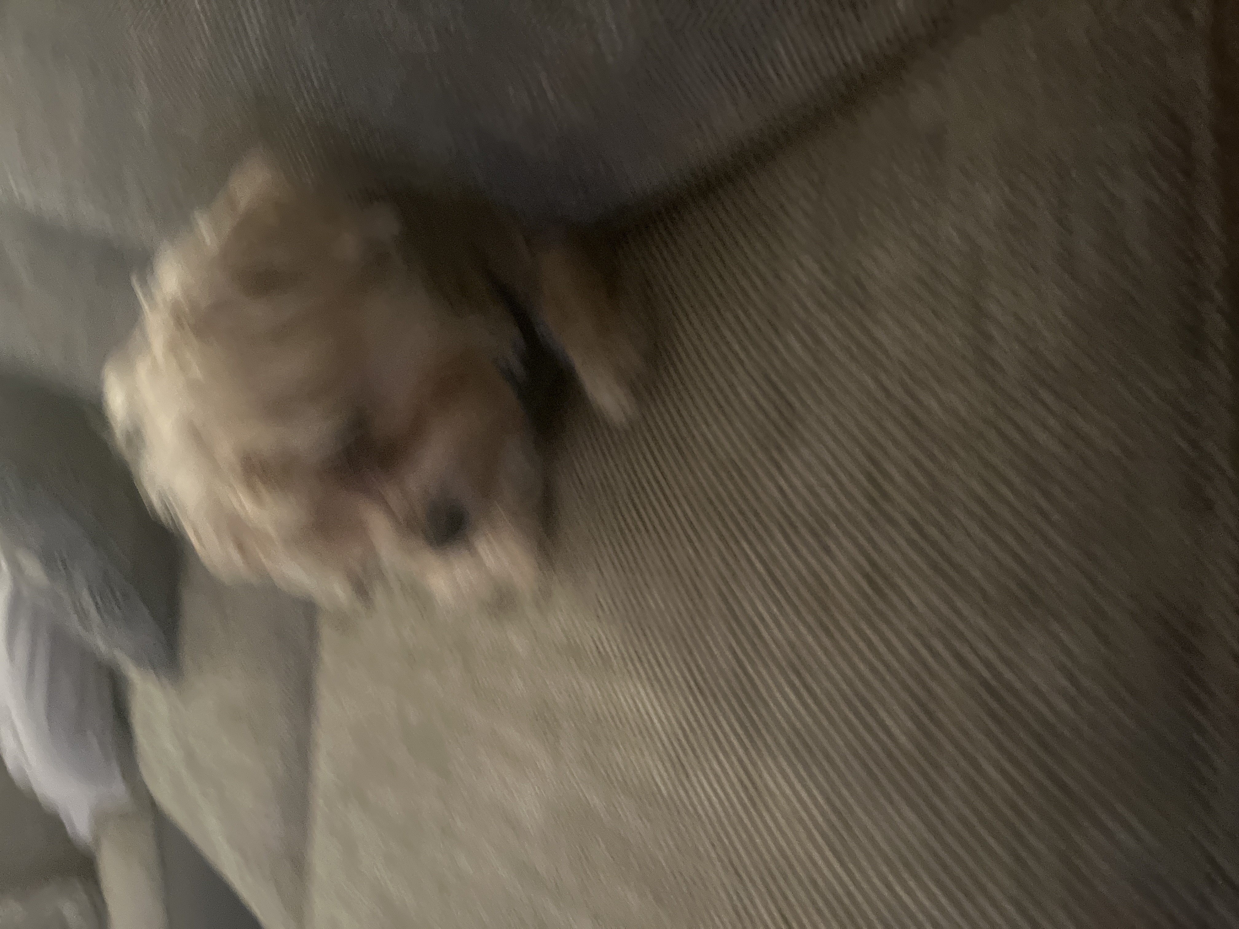 Dog Pet Photo