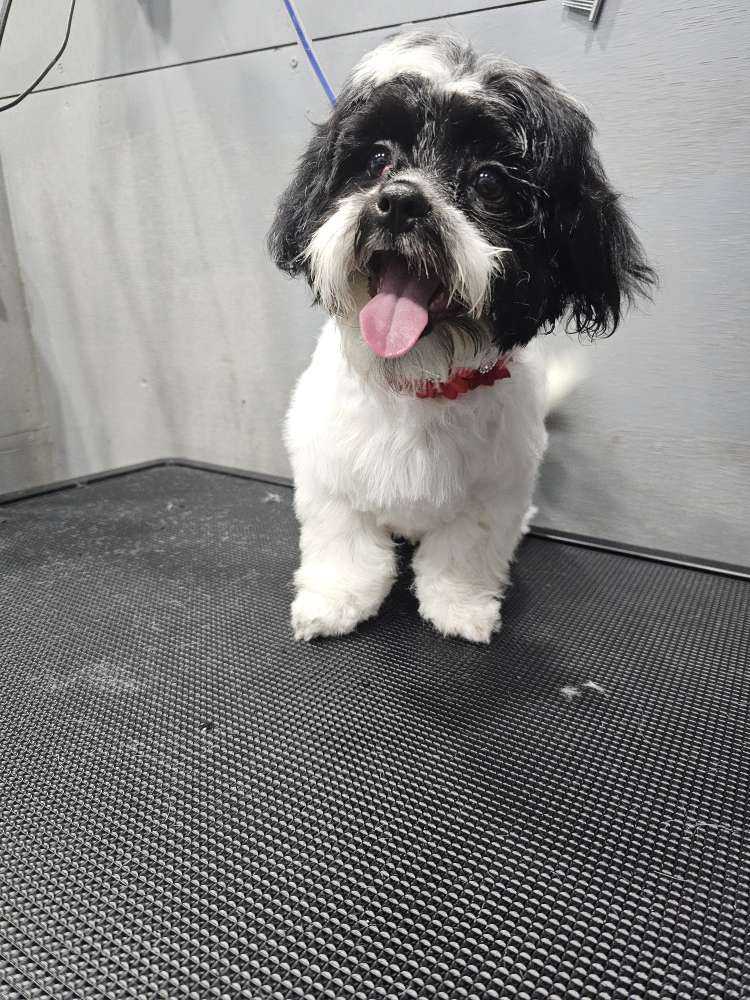 Panda Mayberry