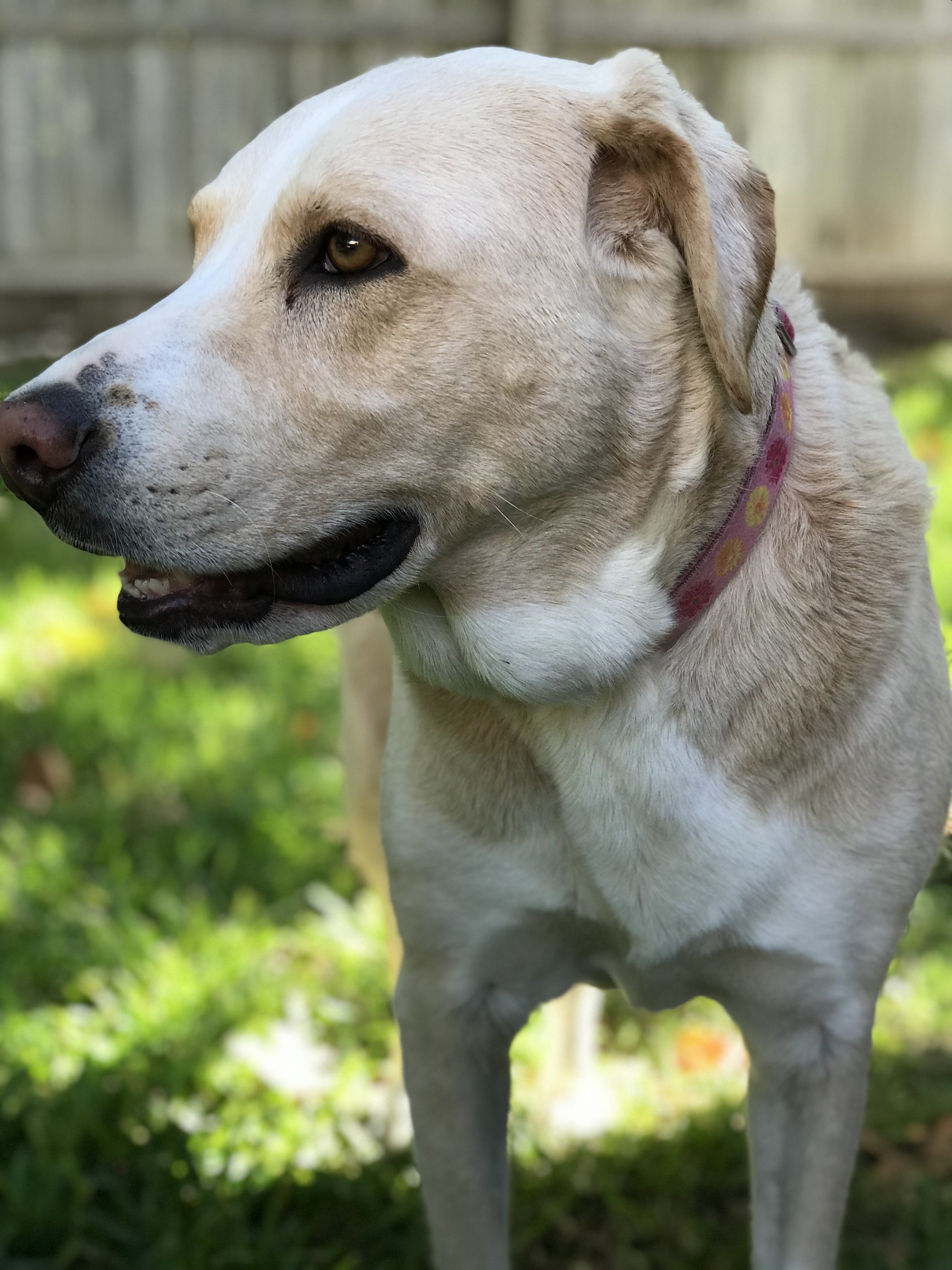 Nala
