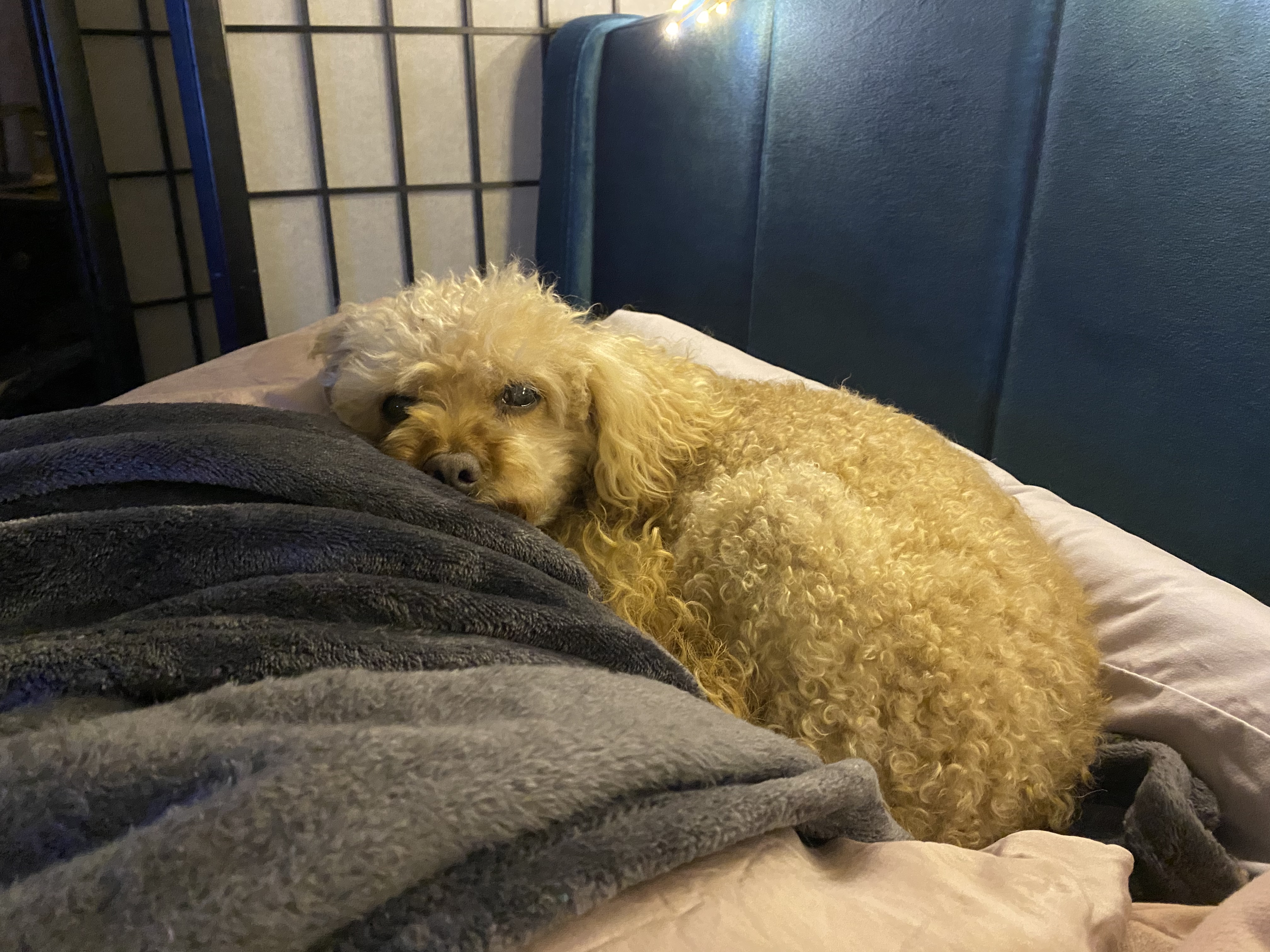 Willow