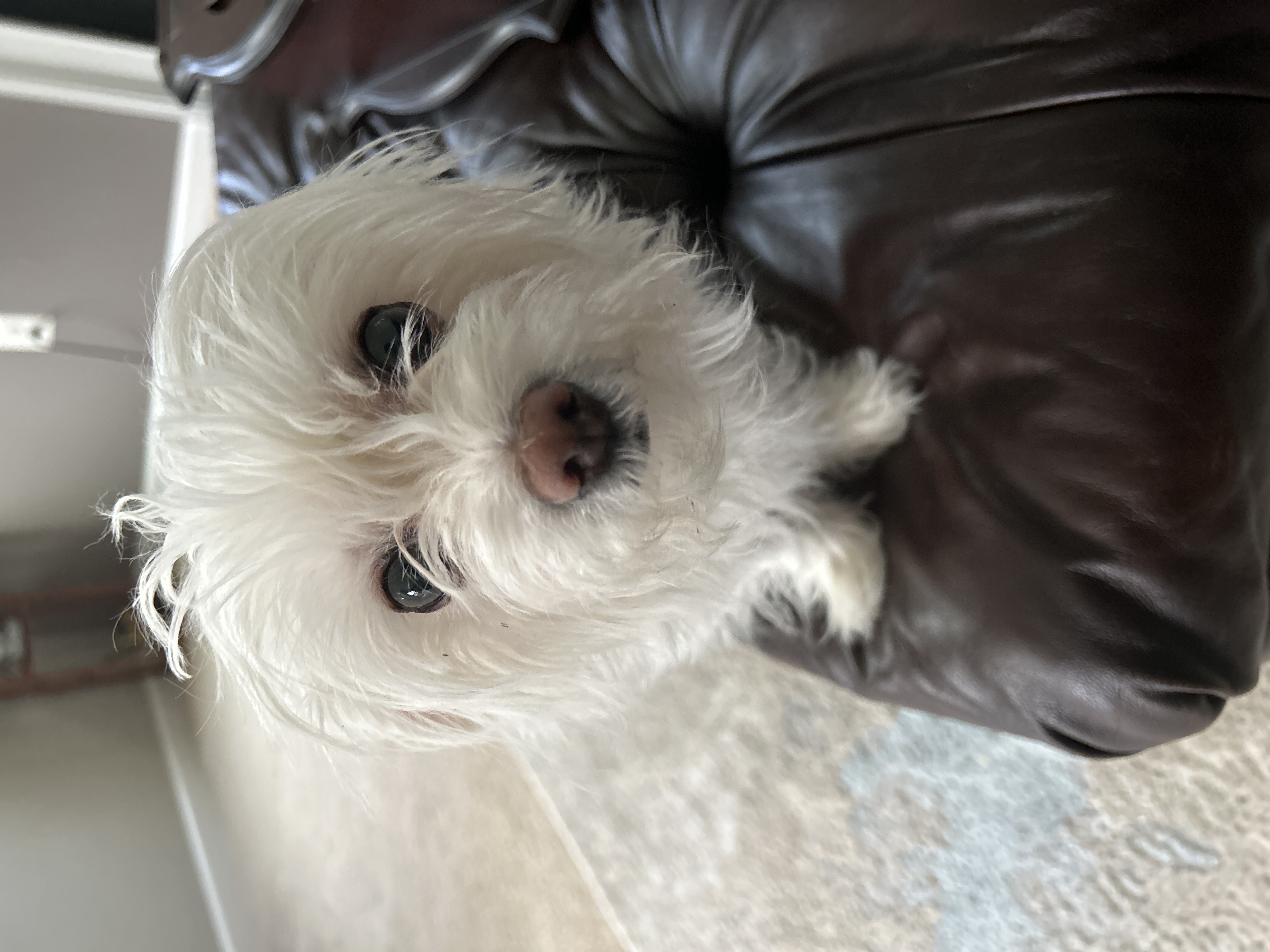 Bailey